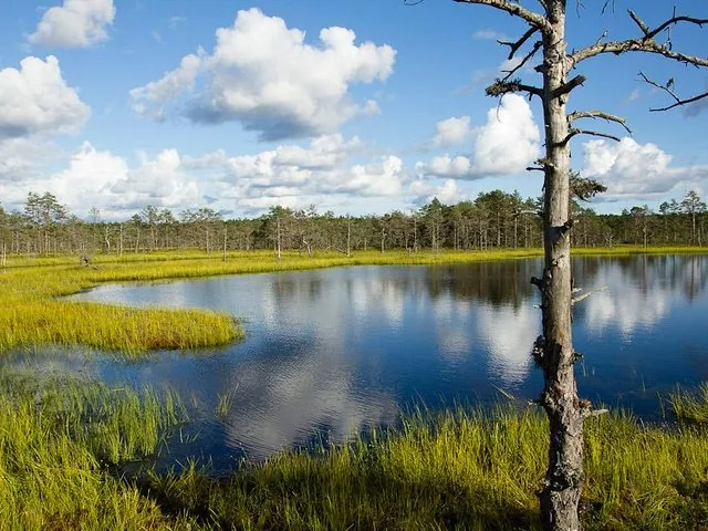 Un lac tranquille entouré de marais et d'arbres dans le parc national de Lahemaa.