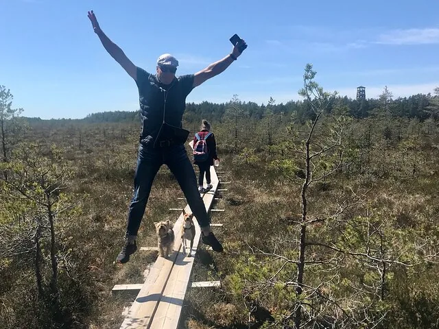 A man jumping excitedly on a boardwalk with two dogs in a marsh.